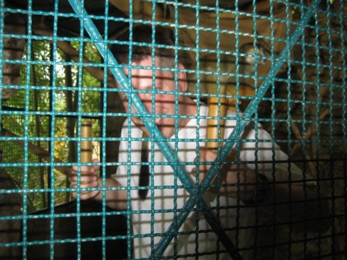 monkeys